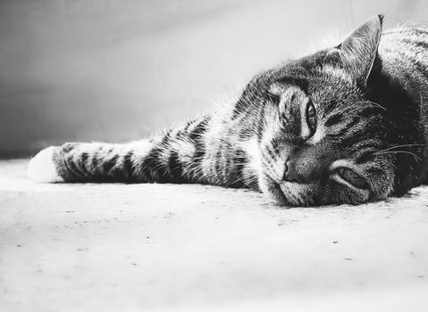 Beautiful female tabby cat at home, adorable domestic pet, black and white portrait, close-up