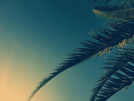 Tropical nature, vintage backdrop and summer vacation concept - Palm tree leaves and the sky, summertime travel background