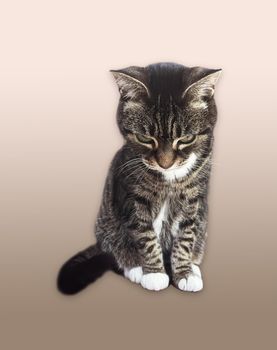 Beautiful female tabby cat, lovely adorable pet, studio portrait