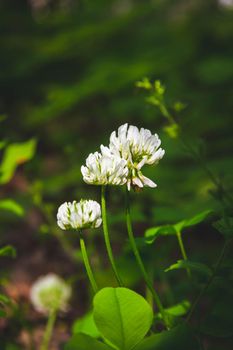 Beautiful flowers in the green grass. Flower close-up in the thicket. Summer meadow with flowering plants.