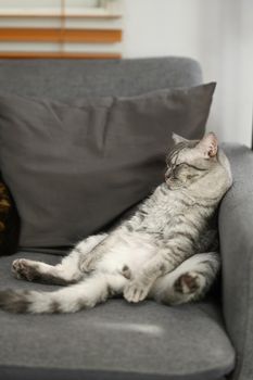 A lazy tabby cat is lying asleep on comfortable couch with a funny gesture. Domestic life animals concept.