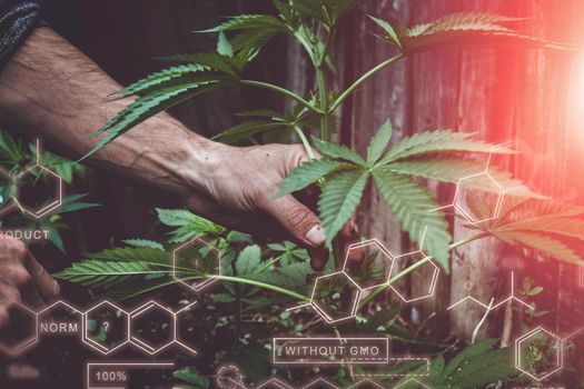 Breeding of new varieties of cannabis. Chemical formulas in plant growing. The chemical composition of hemp. Healthy Plant Formula. Smart farming, using modern technologies in agriculture