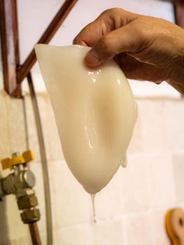 cleaning a raw adriatic cuttlefish at home in Numana, Marche, Italy