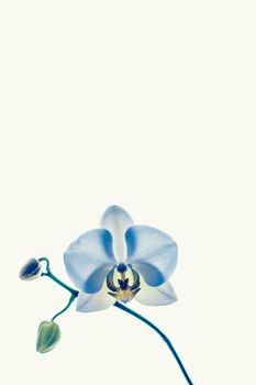 Blooming flowers, botanical design and nature beauty concept - Orchid flower in bloom, abstract floral art background