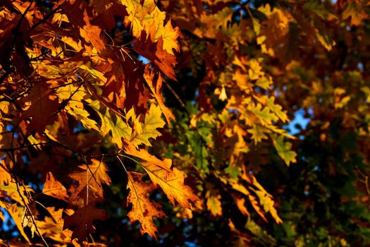 Autumn is one of the four temperate seasons. Outside the tropics, autumn marks the transition from summer to winter. Autumn oak tree with red gold yellow leaves playing in the warm sun