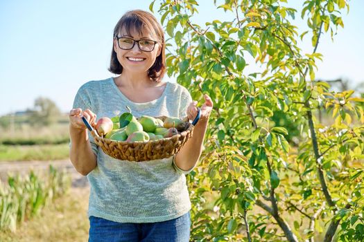 Woman harvesting organic pears in garden on sunny autumn day. Middle-aged female near pear tree, posing in an orchard. Agriculture, harvesting, farming, natural eco fruits, healthy eating concept