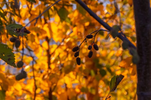 Bright yellow and red autumn leaves hang on branches of trees in forest. Topic - autumn, Indian summer, beautiful withering of nature. alder. . High quality photo