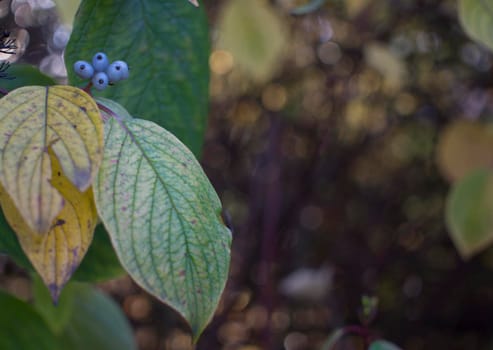 The beauty of the green of flowers, leaves, nature with the morning sun. High quality photo