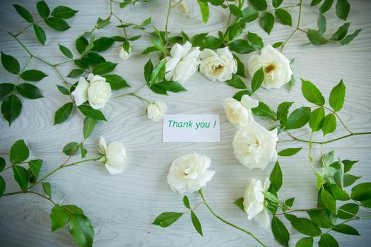 beautiful background of many white roses on a light wooden