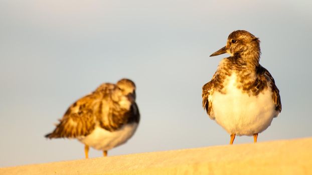 Small bird sitting on Seven Mile Bridge, Florida.