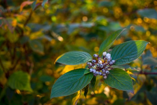 The beauty of the green of flowers, leaves, nature with the morning sun. High quality photo