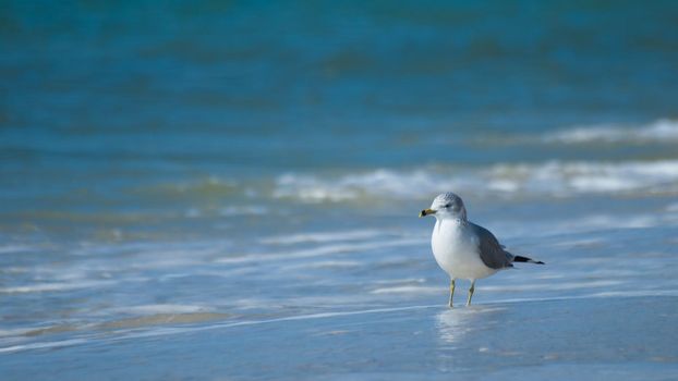 Seagull at Mexico Beach, Florida.