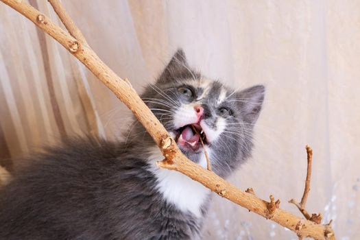 Gray kitten chews a house plant close up
