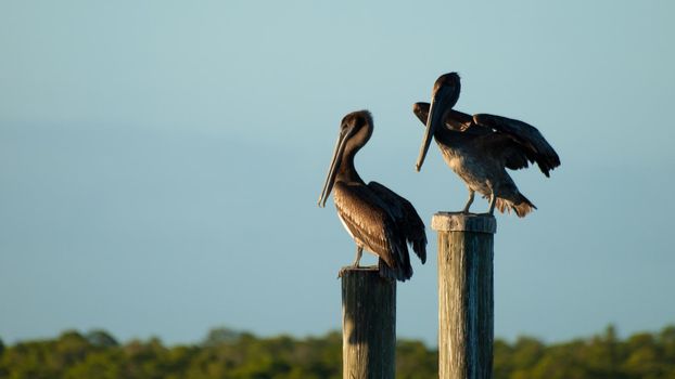 Brown pelican at the Chokoloskee Island.