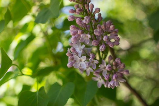 Flower background - lilac flowers in spring garden . High quality photo