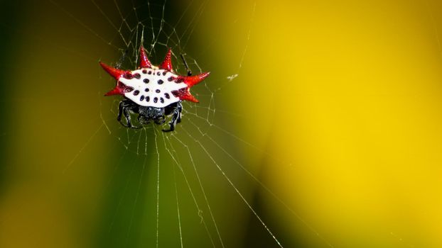 Micrathena Spider on Key West, Florida.