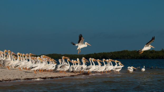 White pelicans at the Chokoloskee Island.