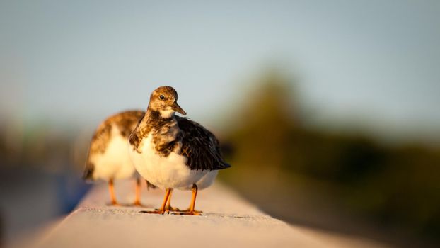 Small bird sitting on Seven Mile Bridge, Florida.