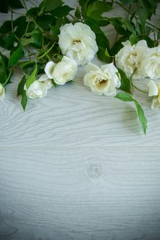 beautiful background of many white roses on a light wooden