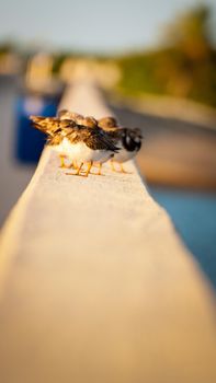 Small bird sitting on Seven Mile Bridge, Florida.