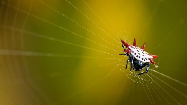 Micrathena Spider on Key West, Florida.