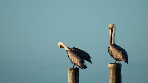Brown pelican at the Chokoloskee Island.