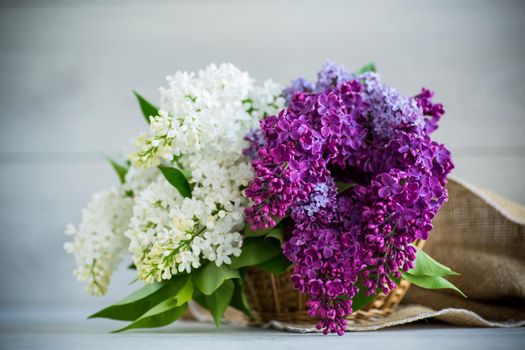 Bouquet of beautiful spring lilacs of different colors on a wooden table