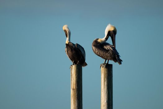 Brown pelicans at the Chokoloskee Island.