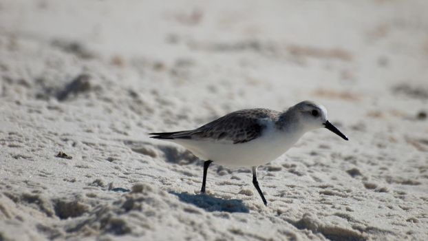 Seagull at Mexico Beach, Florida.
