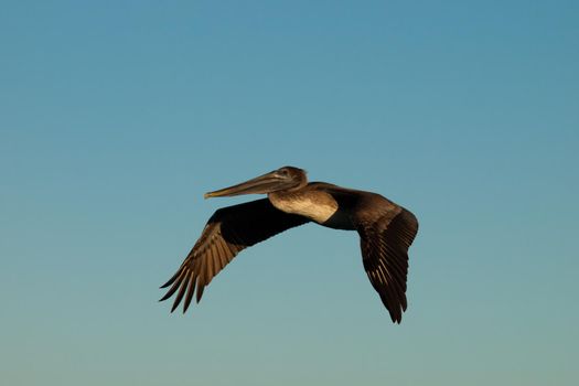 Brown pelican at the Chokoloskee Island.