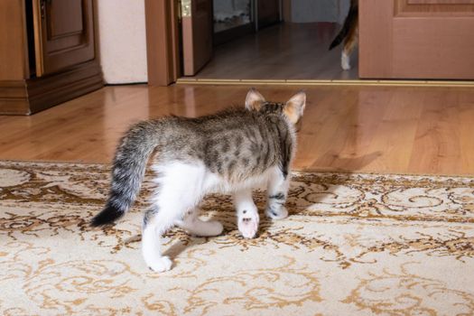 A small kitten hunts its shadow close up