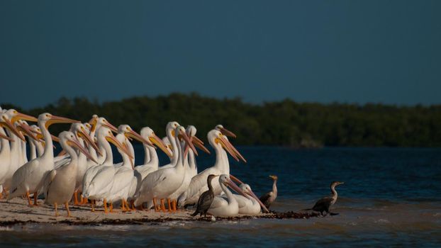 White pelicans at the Chokoloskee Island.