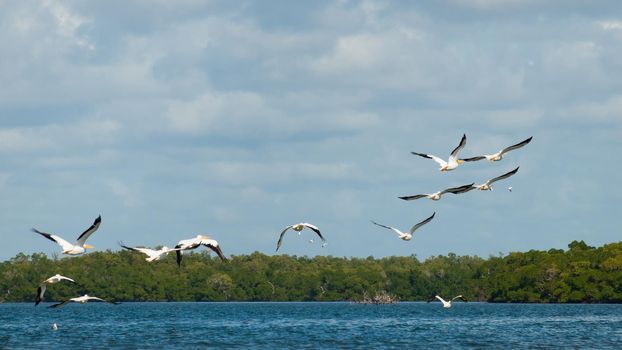 White pelicans at the Chokoloskee Island.
