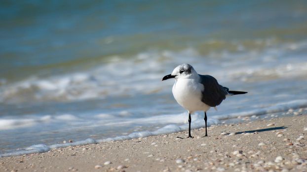 Seagull at Mexico Beach, Florida.