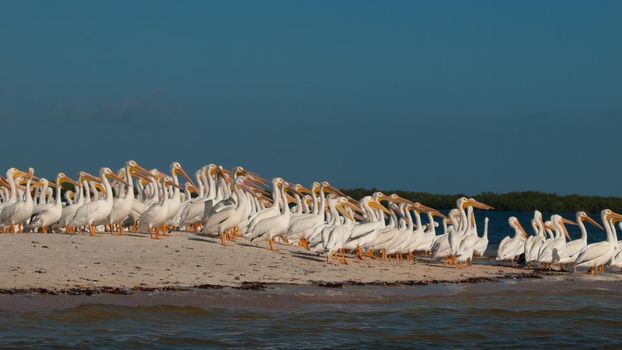 White pelicans at the Chokoloskee Island.