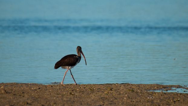 South Florida bird Ibises at the Chokoloskee Island.