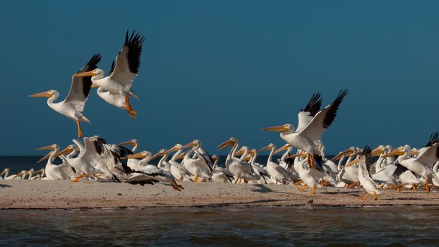 White pelicans at the Chokoloskee Island.