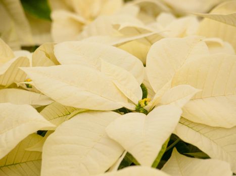 Rows of white poinsettia plants being grown at a Colorado nursery in preparation for the holiday season.