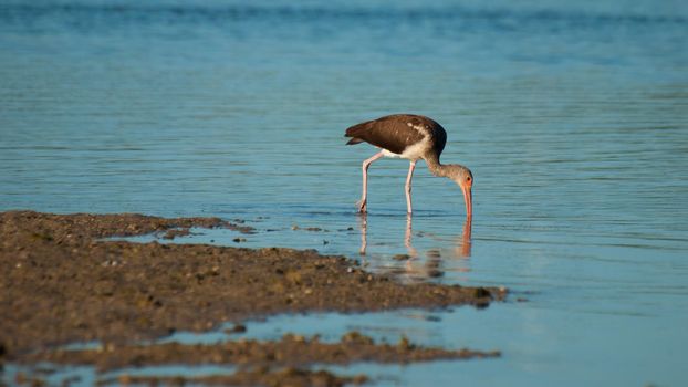 South Florida bird Ibises at the Chokoloskee Island.