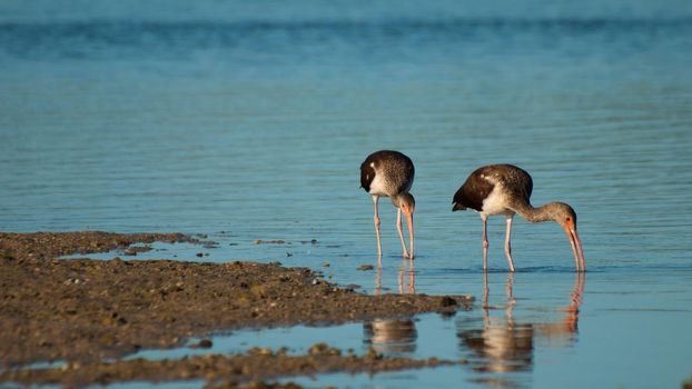 South Florida bird Ibises at the Chokoloskee Island.