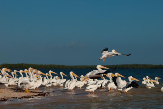 White pelicans at the Chokoloskee Island.