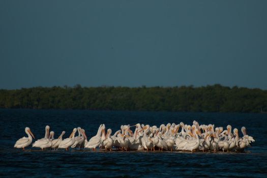White pelicans at the Chokoloskee Island.