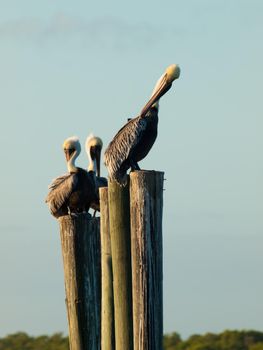 Brown pelican at the Chokoloskee Island.