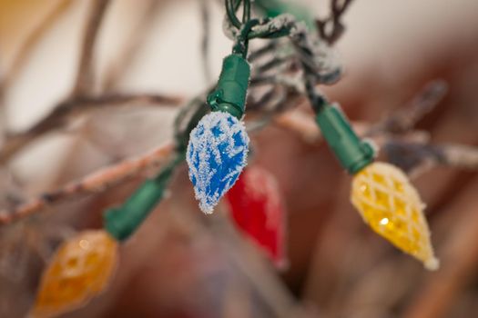 Christmas light on the tree.