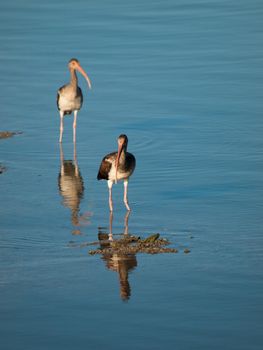 South Florida bird Ibises at the Chokoloskee Island.