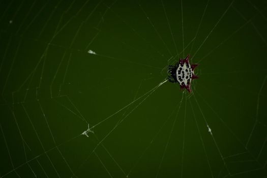 Micrathena Spider on Key West, Florida.