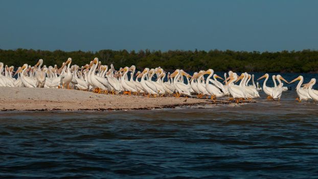 White pelicans at the Chokoloskee Island.