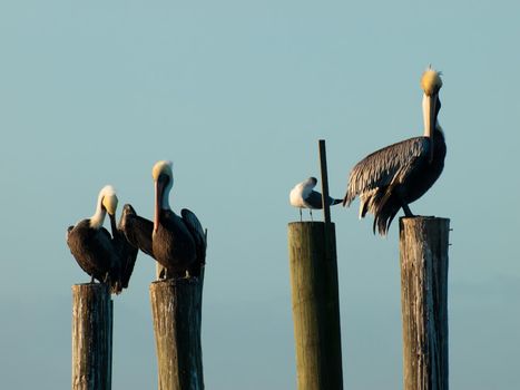 Brown pelican at the Chokoloskee Island.