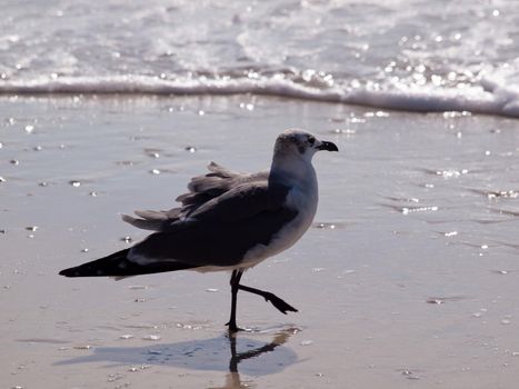 Seagull at Mexico Beach, Florida.