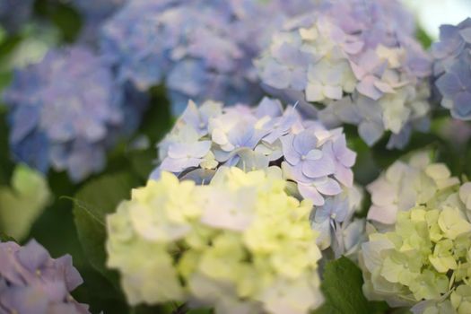 Fresh hortensia bright blue flowers and green leaves on blur background